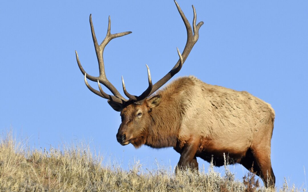 North Dakota Elk Tag Raffle